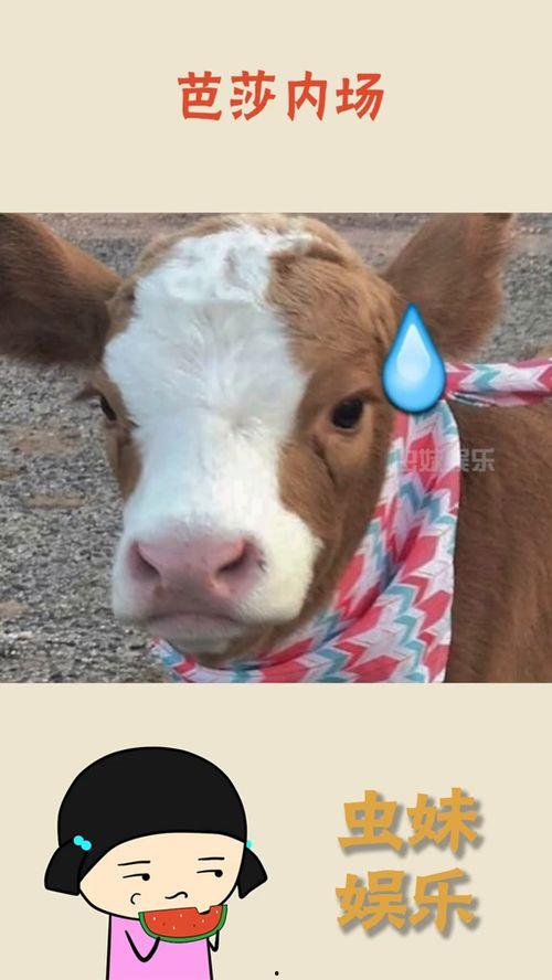 娱乐吃瓜酱胆小的考拉